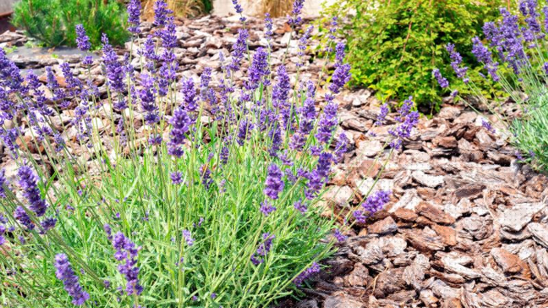 Pine Bark Landscaping