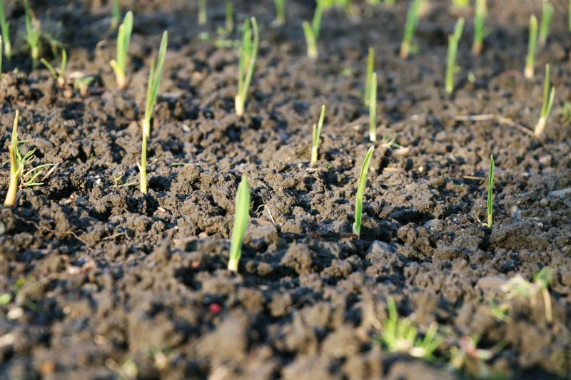 Who Does Landscapings