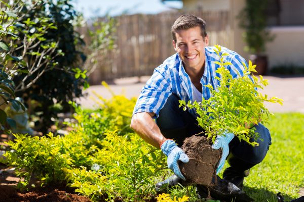 Bush Planting Service in Chippewa Falls