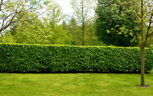 Hedge Planting in Chippewa Falls
