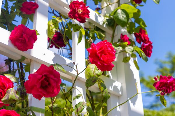 Home Gardening Service in Chippewa Falls