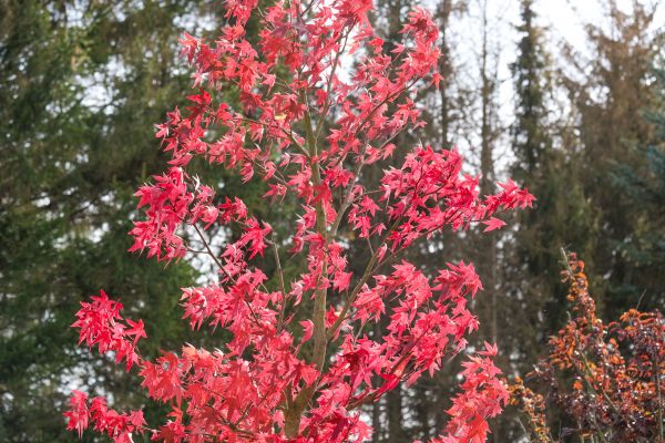 Japanese Maple Planting in Chippewa Falls