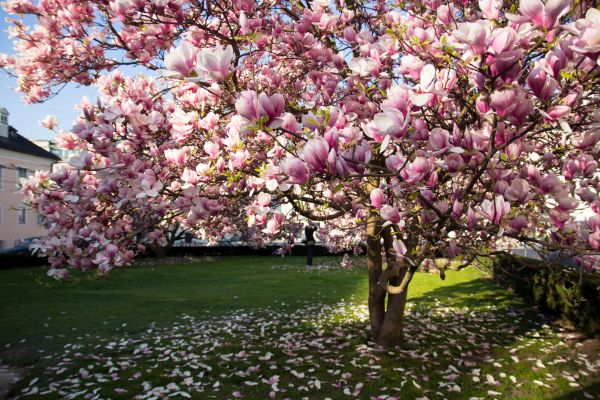 Magnolia Tree Planting in Chippewa Falls