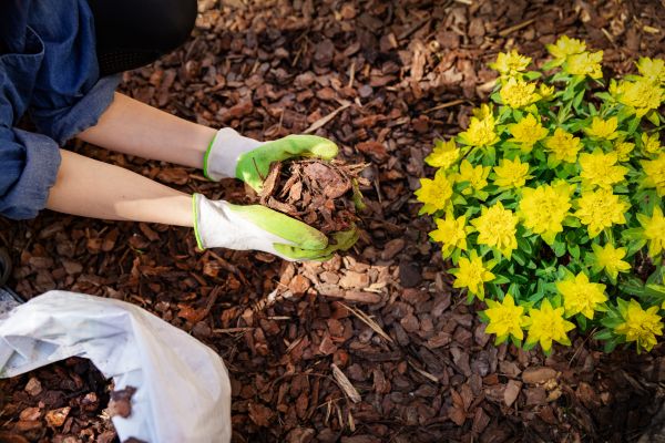 Pine Bark Delivery in Chippewa Falls