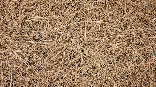 Pine Needles Delivery in Chippewa Falls