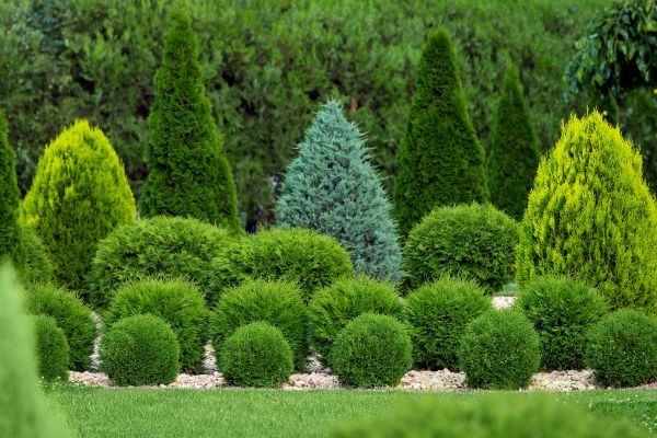Shrub Replacement in Chippewa Falls