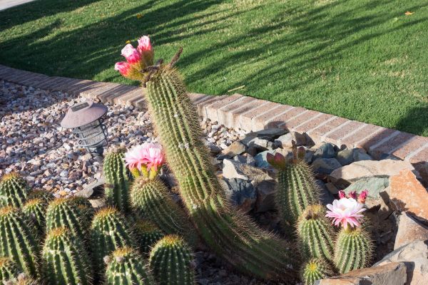 Desert Landscaping in Chippewa Falls