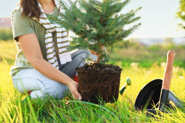Spruce Tree Planting in Chippewa Falls