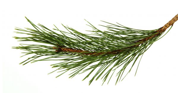 Pine Needles Installation in Chippewa Falls