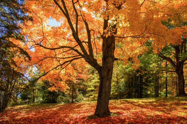 Maple Tree Planting in Chippewa Falls