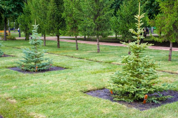 Privacy Trees Planting in Chippewa Falls