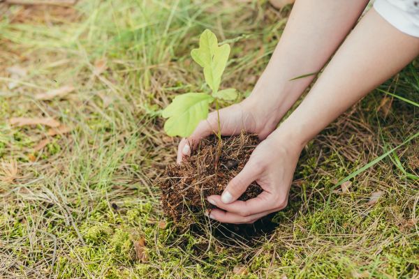 Oak Tree Planting in Chippewa Falls
