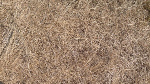Pine Straw Replacement in Chippewa Falls