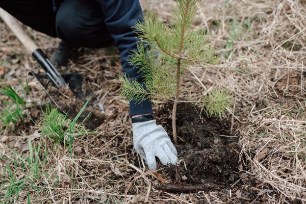 Pine Tree Planting in Chippewa Falls