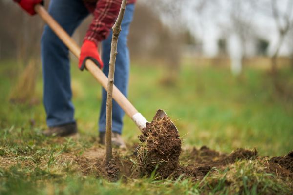 Trees Planting in Chippewa Falls