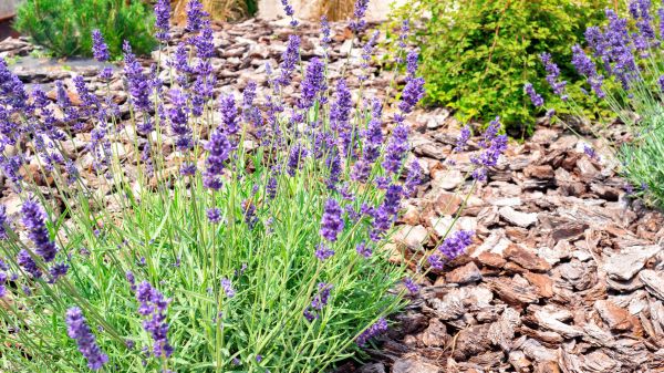 Pine Bark Landscaping in Chippewa Falls