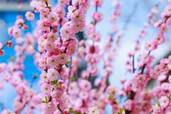 Japanese Cherry Tree Planting in Chippewa Falls