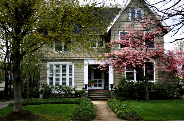 Ornamental Tree Planting in Chippewa Falls