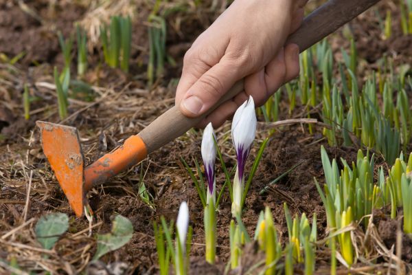 Flower Garden Weeding in Chippewa Falls