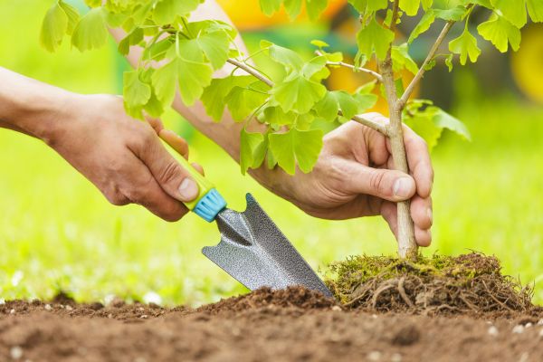 Fruit Tree Planting in Chippewa Falls