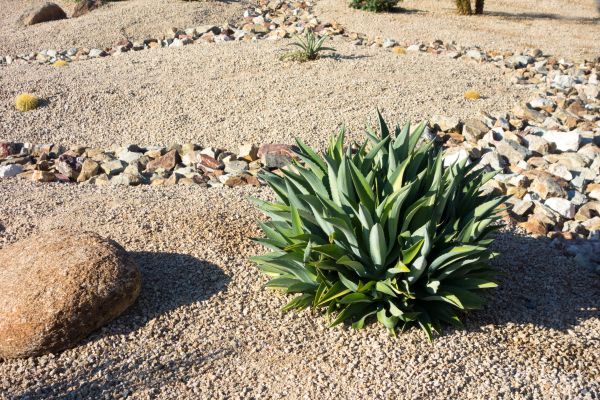Xeriscaping Service in Chippewa Falls