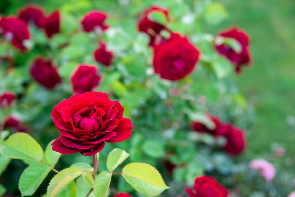 Rose Planting in Chippewa Falls