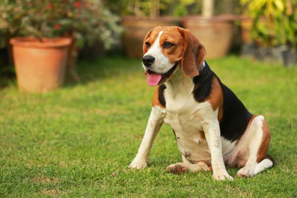 Dog Friendly Landscaping in Chippewa Falls