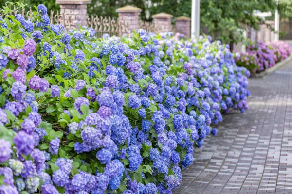 Hydrangea Landscaping in Chippewa Falls