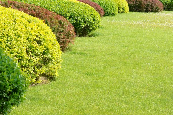 Shrubbery Planting in Chippewa Falls