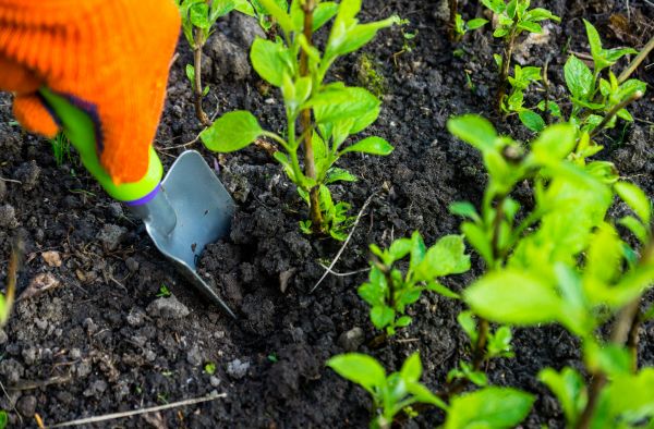 Hydrangea Planting in Chippewa Falls