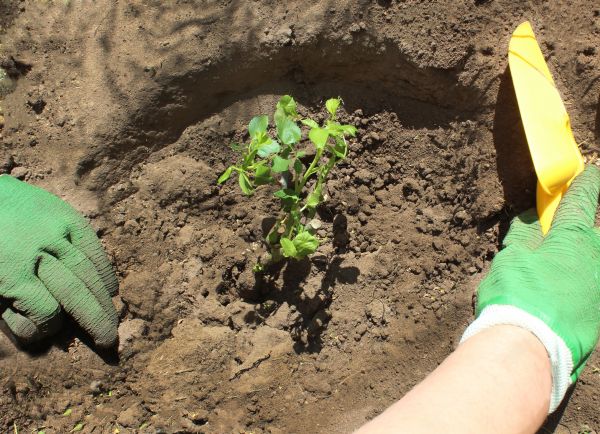 Rose Bush Planting in Chippewa Falls