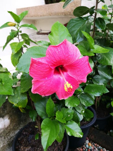Hibiscus Planting in Chippewa Falls