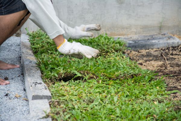 Ground Cover Planting in Chippewa Falls