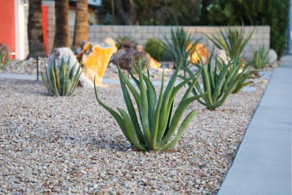 Drought Resistant Landscaping in Chippewa Falls