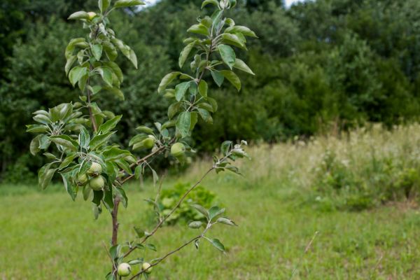 Apple Tree Planting in Chippewa Falls