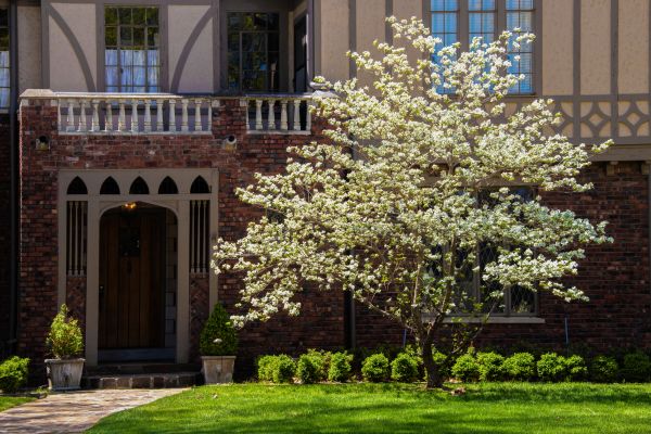 Dogwood Tree Planting in Chippewa Falls